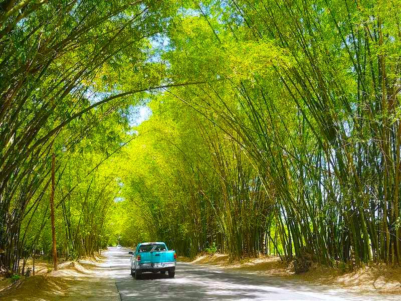 Jamaika Rundreise Bamboo Avenue